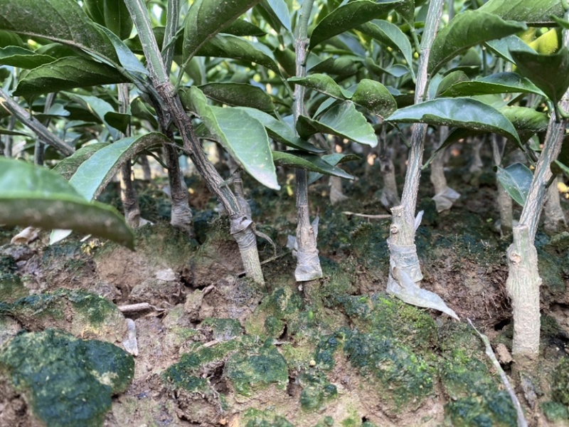 日南一号特早熟蜜桔果苗日南一号橘子树苗桔苗湖南果苗基地