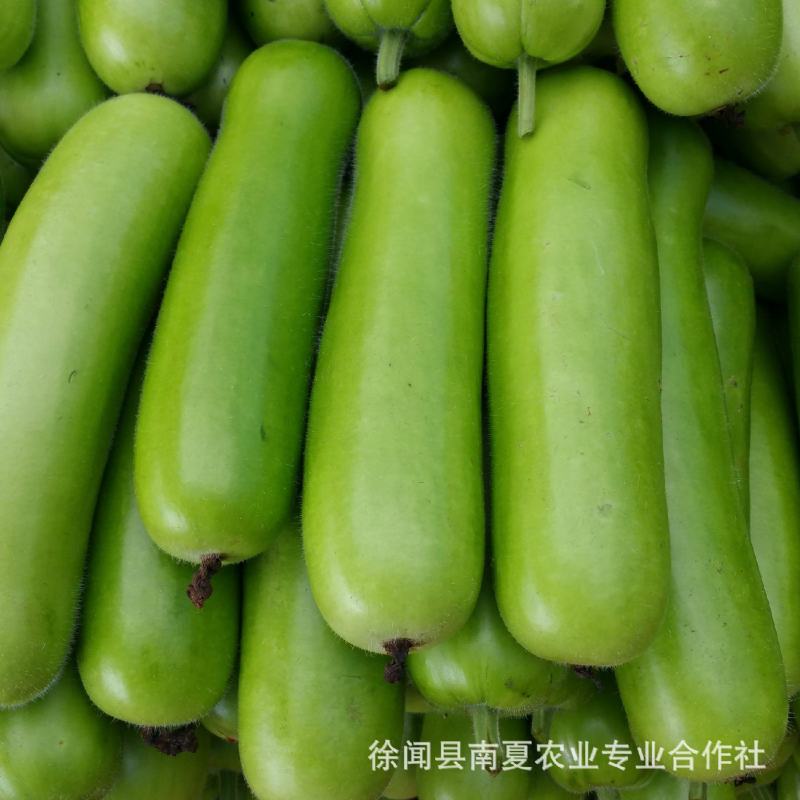 蒲瓜
