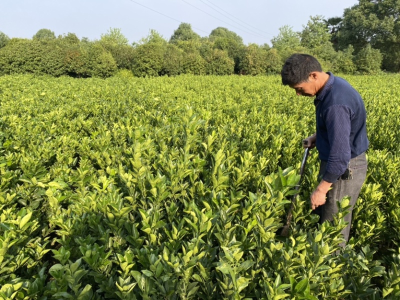 纽荷尔脐橙果苗高抗寒新品种湖南果苗基地