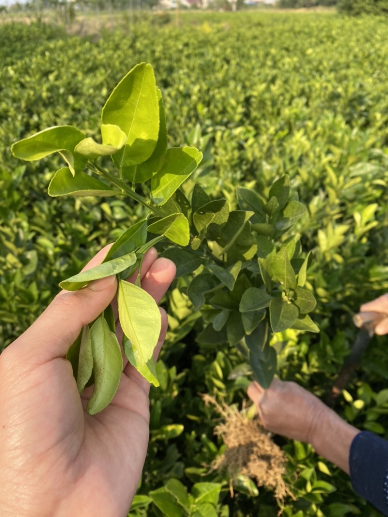 纽荷尔脐橙果苗高抗寒新品种湖南果苗基地