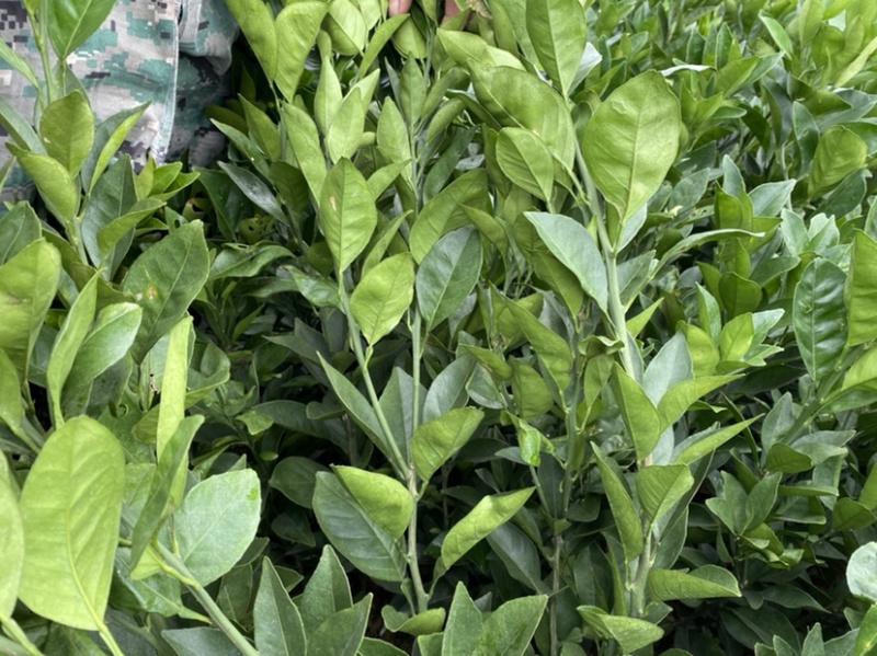 纽荷尔脐橙果苗高抗寒新品种湖南果苗基地