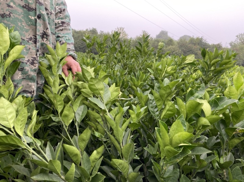 纽荷尔脐橙果苗高抗寒新品种湖南果苗基地