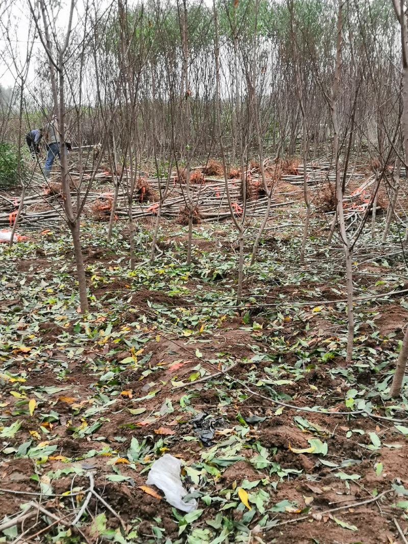 夏甜水蜜桃树苗价格砂红桃苗油桃树占地苗
