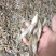 麦穗鱼7公分左右，单冻