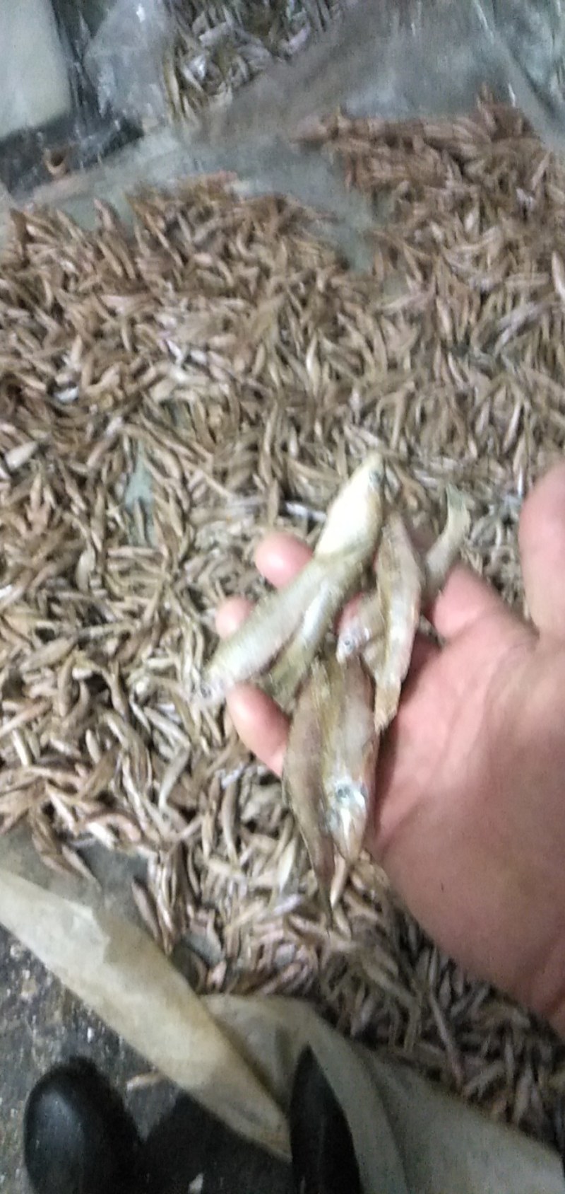 麦穗鱼7公分左右，单冻