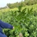 埃及糖橙苗甜橙苗橙子树苗纯甜湖南果苗基地