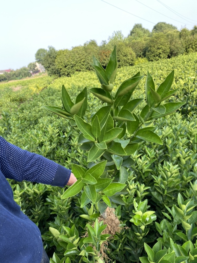 埃及糖橙苗甜橙苗橙子树苗纯甜湖南果苗基地