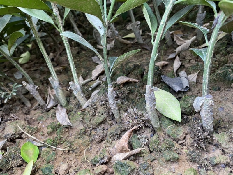 埃及糖橙苗甜橙苗橙子树苗纯甜湖南果苗基地