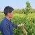 埃及糖橙苗甜橙苗橙子树苗纯甜湖南果苗基地