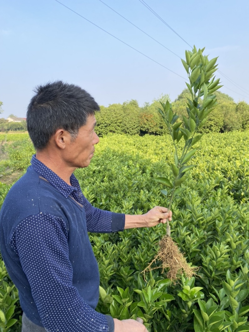 埃及糖橙苗甜橙苗橙子树苗纯甜湖南果苗基地