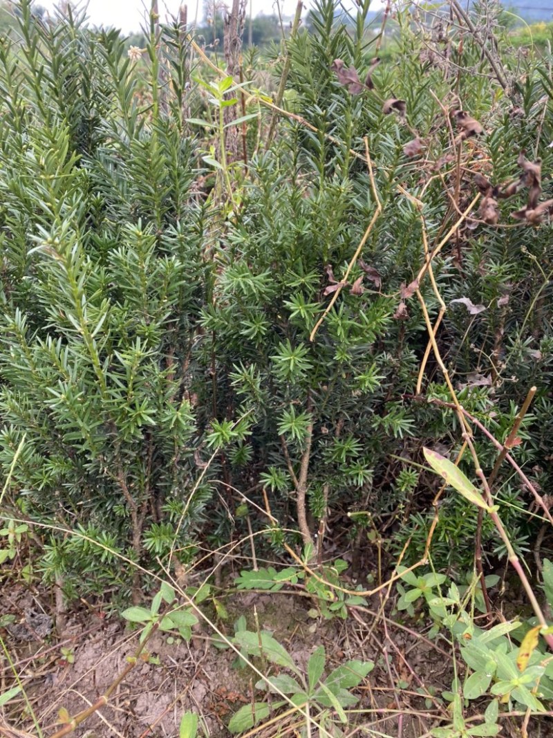 曼迪亚红豆杉树苗出售，量大从优。十万株起买完单价六毛