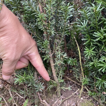 曼迪亚红豆杉树苗出售，量大从优。十万株起买完单价六毛