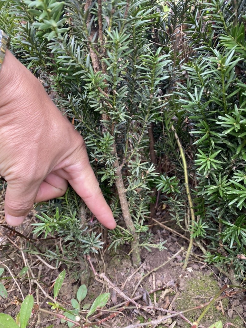 曼迪亚红豆杉树苗出售，量大从优。十万株起买完单价六毛