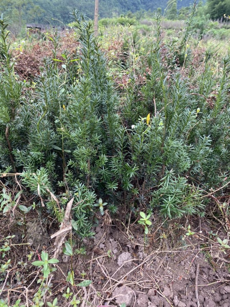 曼迪亚红豆杉树苗出售，量大从优。十万株起买完单价六毛