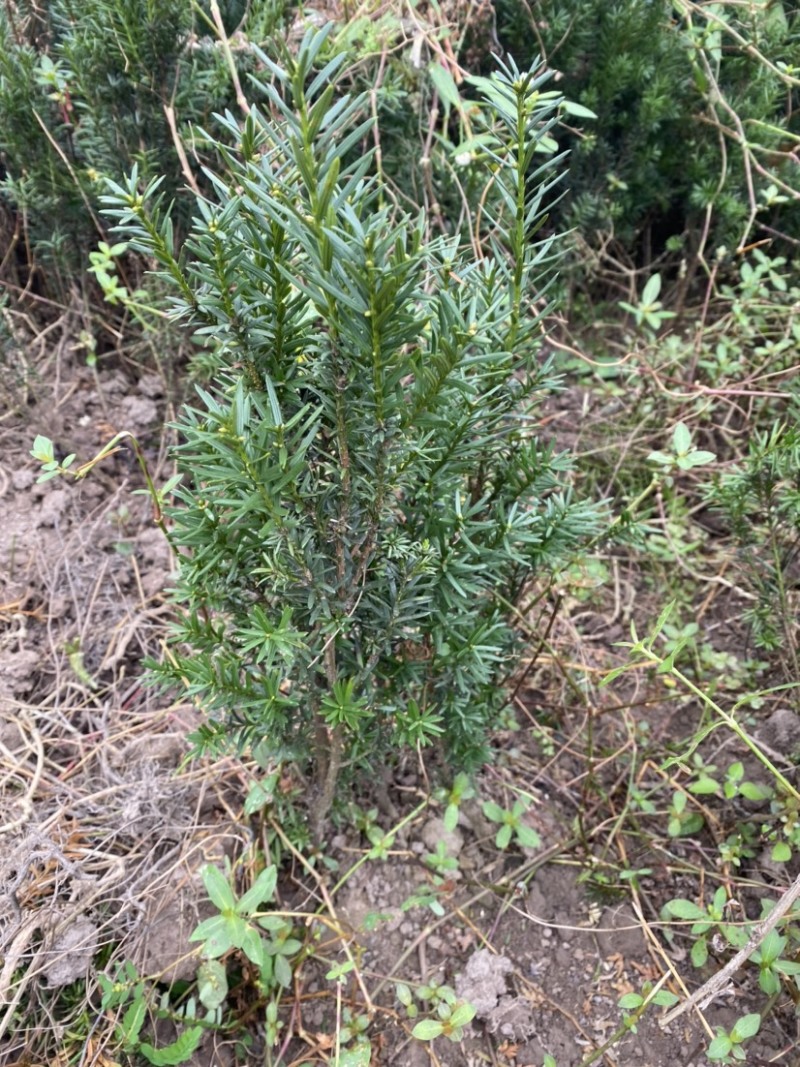 曼迪亚红豆杉树苗出售，量大从优。十万株起买完单价六毛