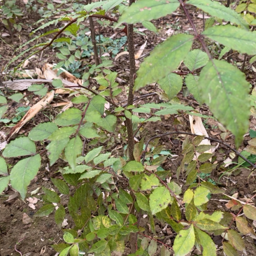 花椒苗2年苗大红袍花椒苗嫁接无刺花椒苗包邮