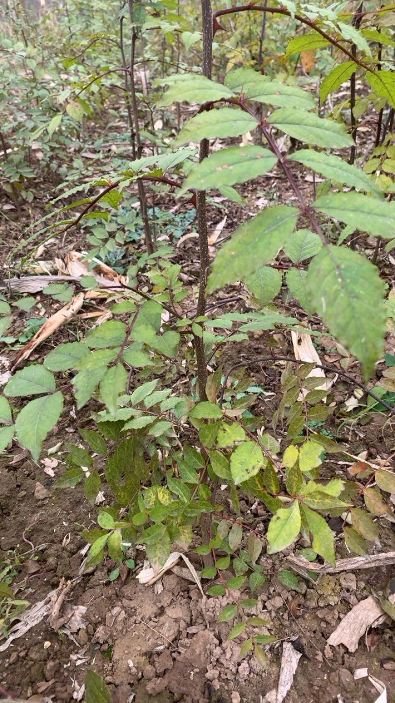 花椒苗2年苗大红袍花椒苗嫁接无刺花椒苗包邮