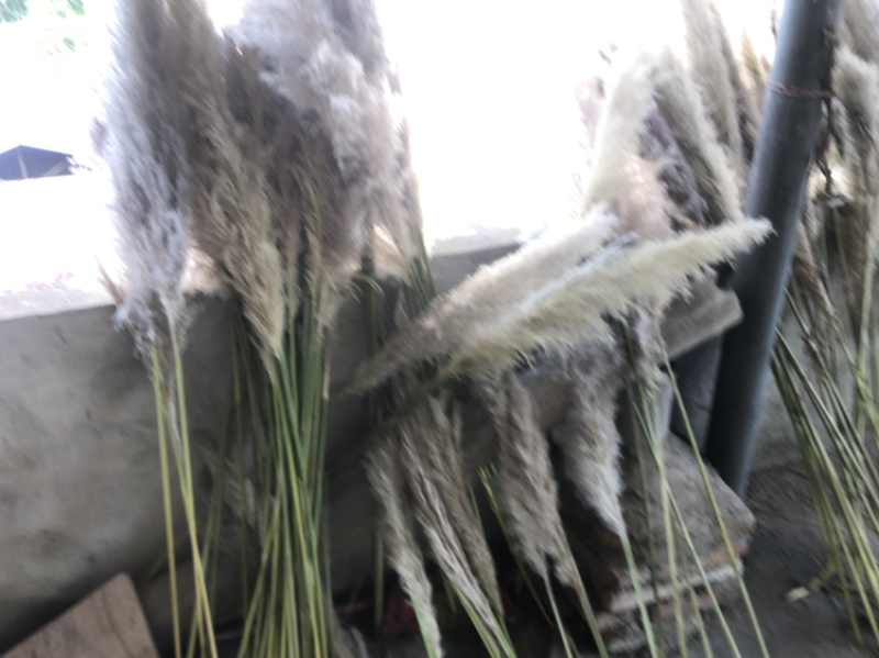 芦苇花正宗软毛芦苇花需要的来谈代收批发