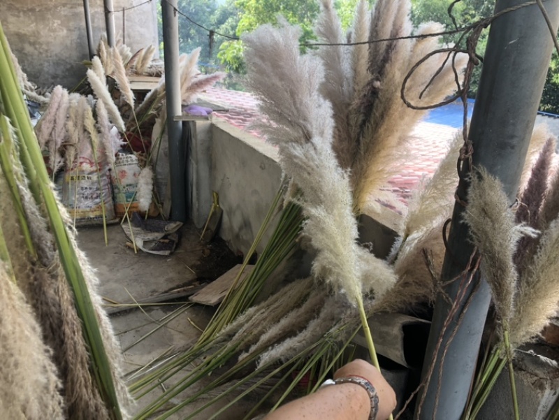 芦苇花正宗软毛芦苇花需要的来谈代收批发