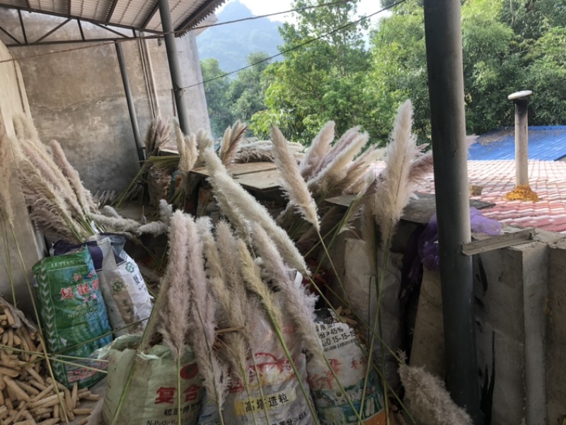 芦苇花正宗软毛芦苇花需要的来谈代收批发