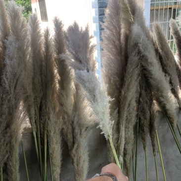 芦苇花正宗软毛芦苇花需要的来谈代收批发
