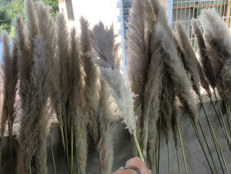 芦苇花正宗软毛芦苇花需要的来谈代收批发