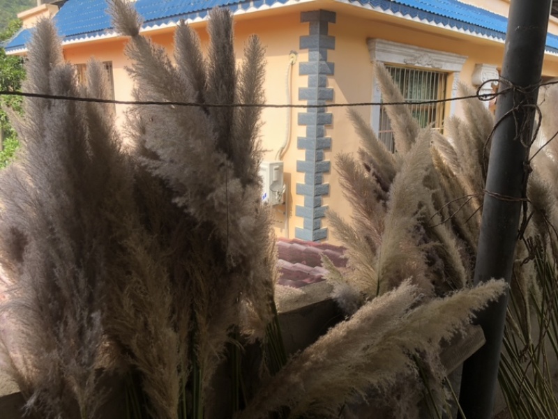 芦苇花正宗软毛芦苇花需要的来谈代收批发