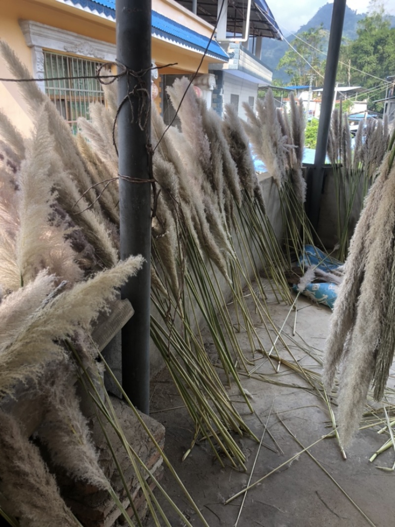芦苇花正宗软毛芦苇花需要的来谈代收批发