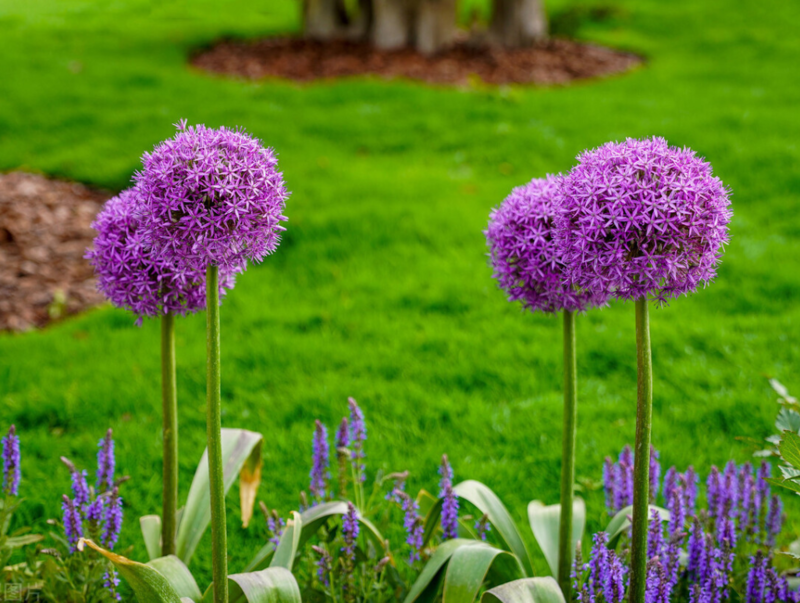 大花葱种球盆栽花卉植物室内室外均可种植质量保证