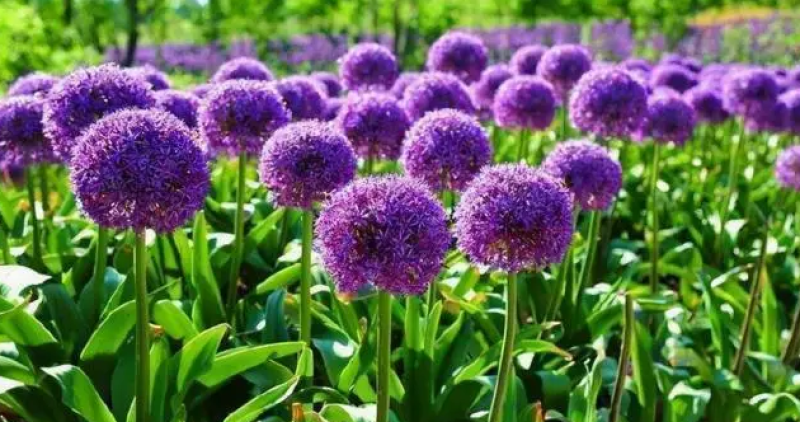 大花葱种球盆栽花卉植物室内室外均可种植质量保证