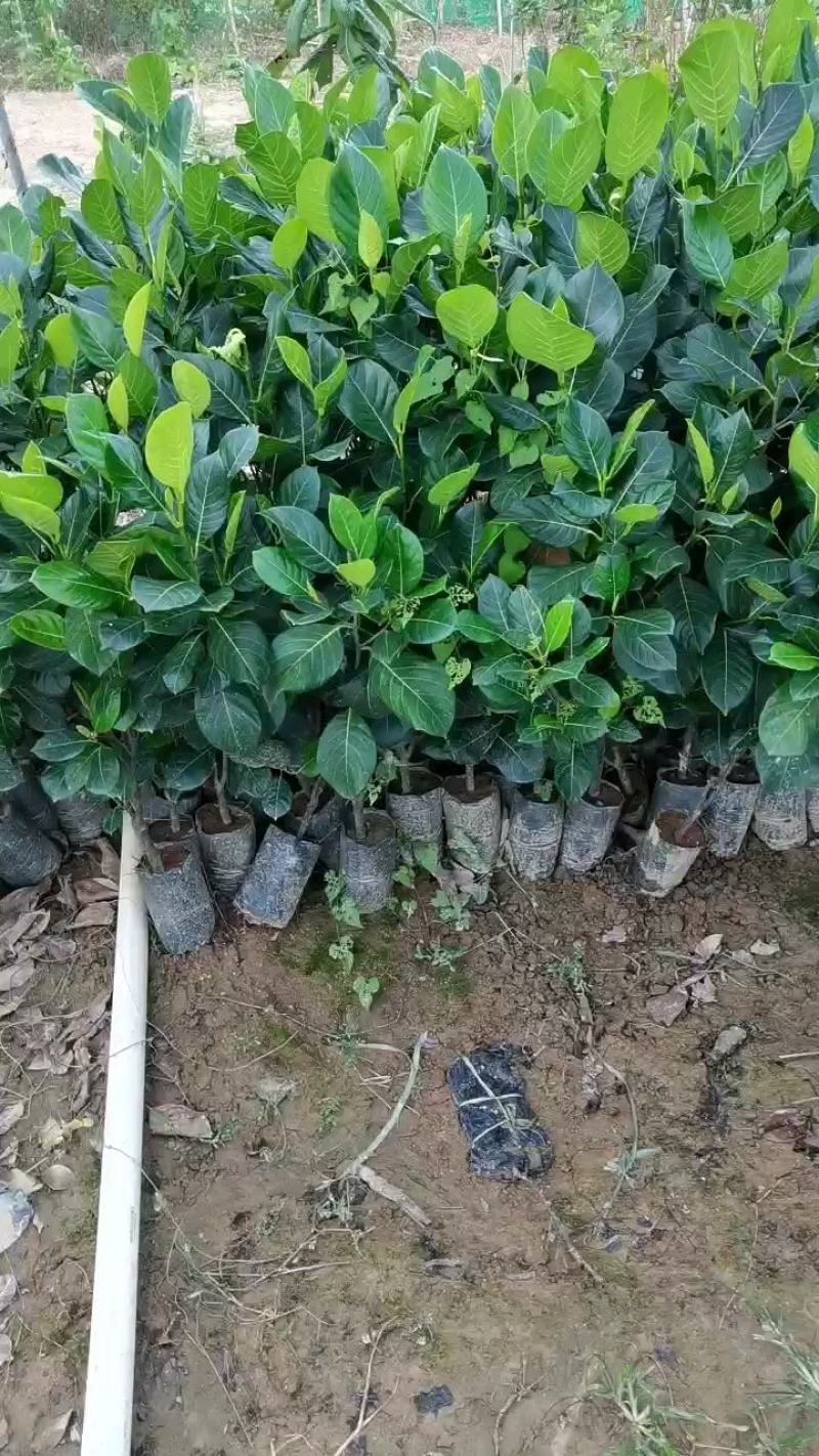 零售，菠萝蜜苗红肉黄肉马来西亚菠萝蜜嫁接苗干苞