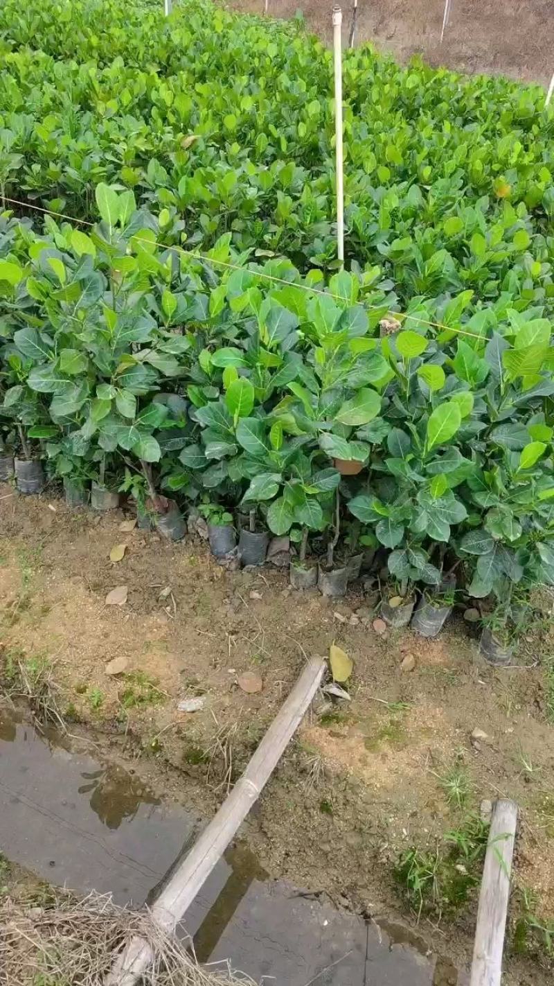 零售，菠萝蜜苗红肉黄肉马来西亚菠萝蜜嫁接苗干苞