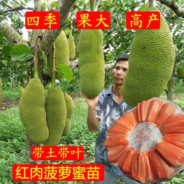 零售，菠萝蜜苗红肉黄肉马来西亚菠萝蜜嫁接苗干苞