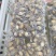 活鲍鱼现杀三去鲍鱼肉适合活跳墙肉粽包子食品厂烧烤炖汤