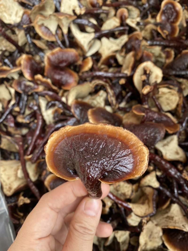 灵芝批发长白山灵芝王一手货源味香不苦批发零售