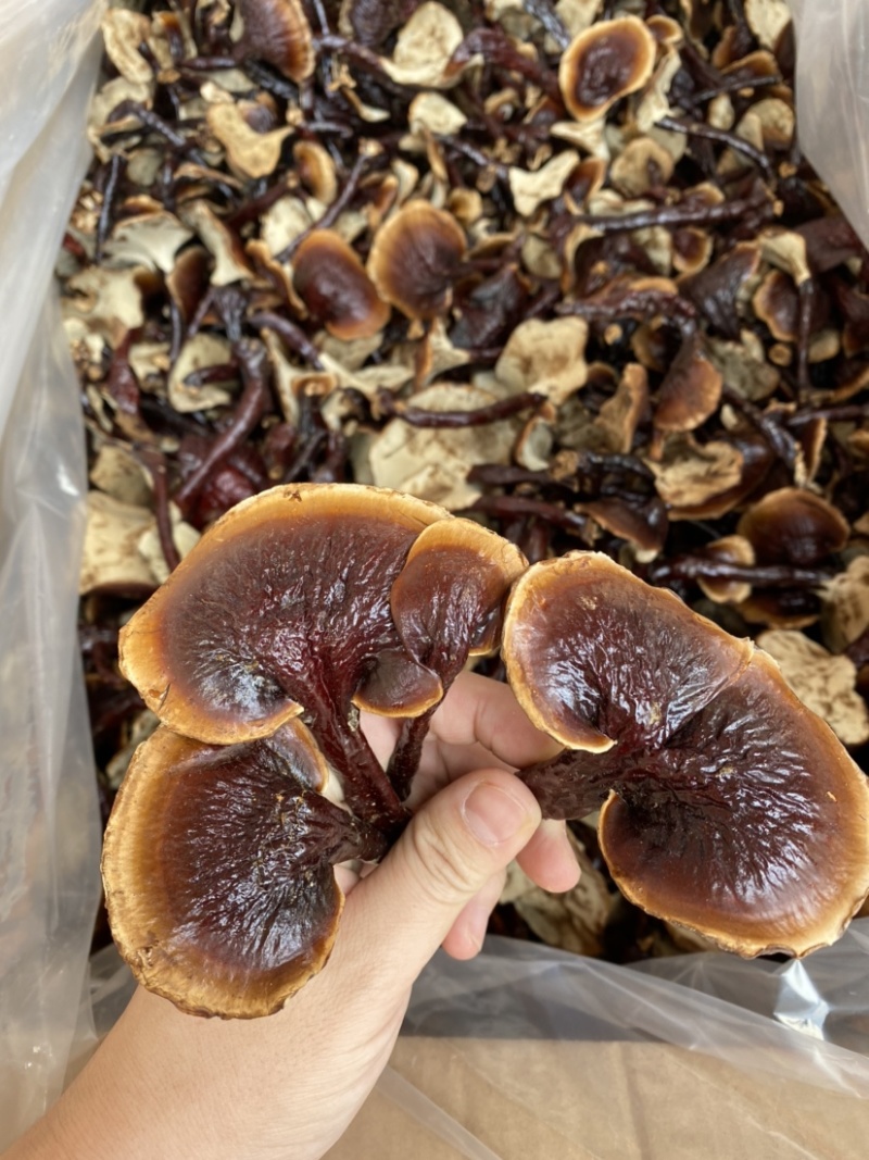 灵芝批发长白山灵芝王一手货源味香不苦批发零售