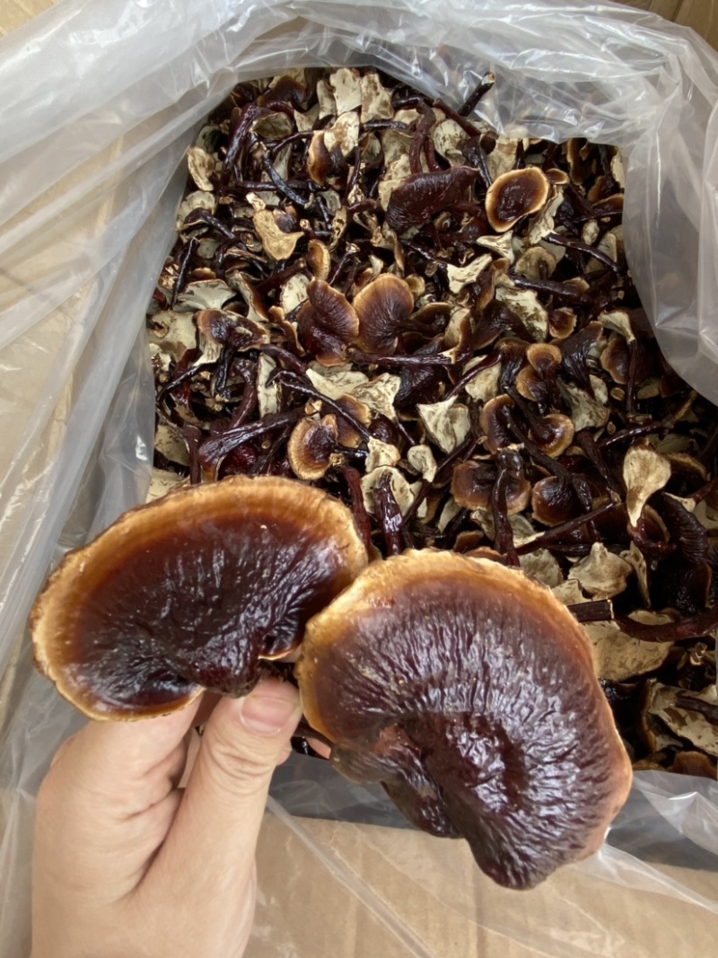 灵芝批发长白山灵芝王一手货源味香不苦批发零售