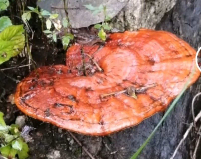 野生灵芝
