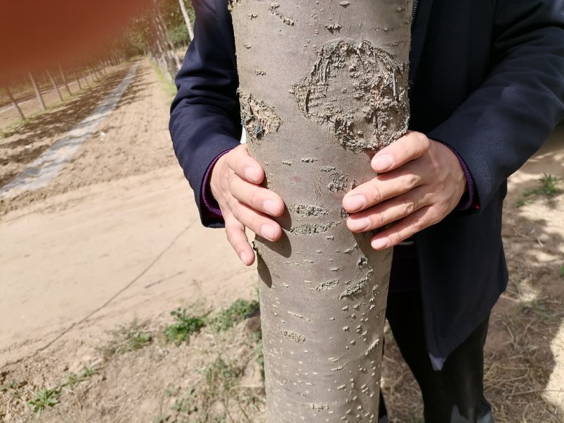 楸树