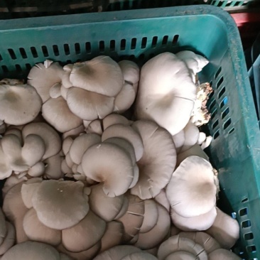 平菇