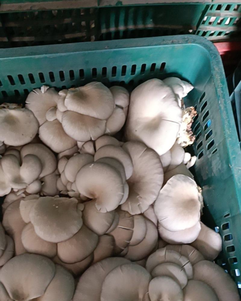 平菇