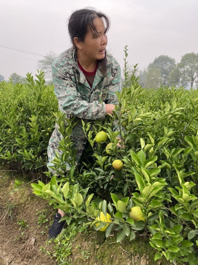 黄金贡柚果苗又名春香柑橘柚苗湖南嫁接柑桔苗基地