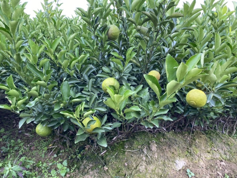 黄金贡柚果苗又名春香柑橘柚苗湖南嫁接柑桔苗基地