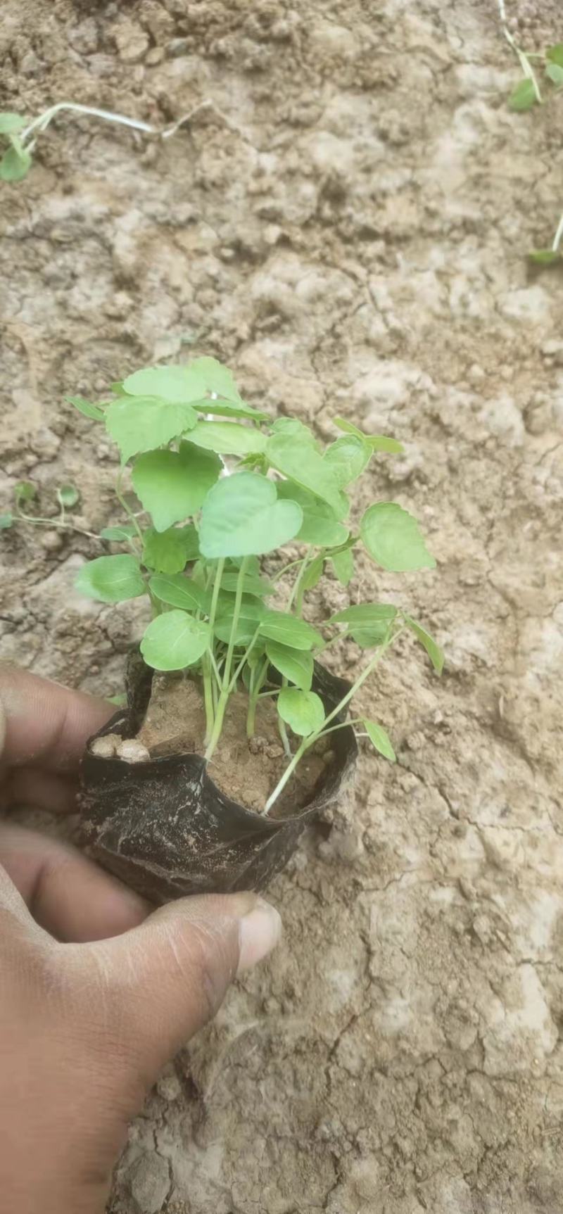 大花秋葵，绿化工程专用苗，基地直发，随时欢迎考察