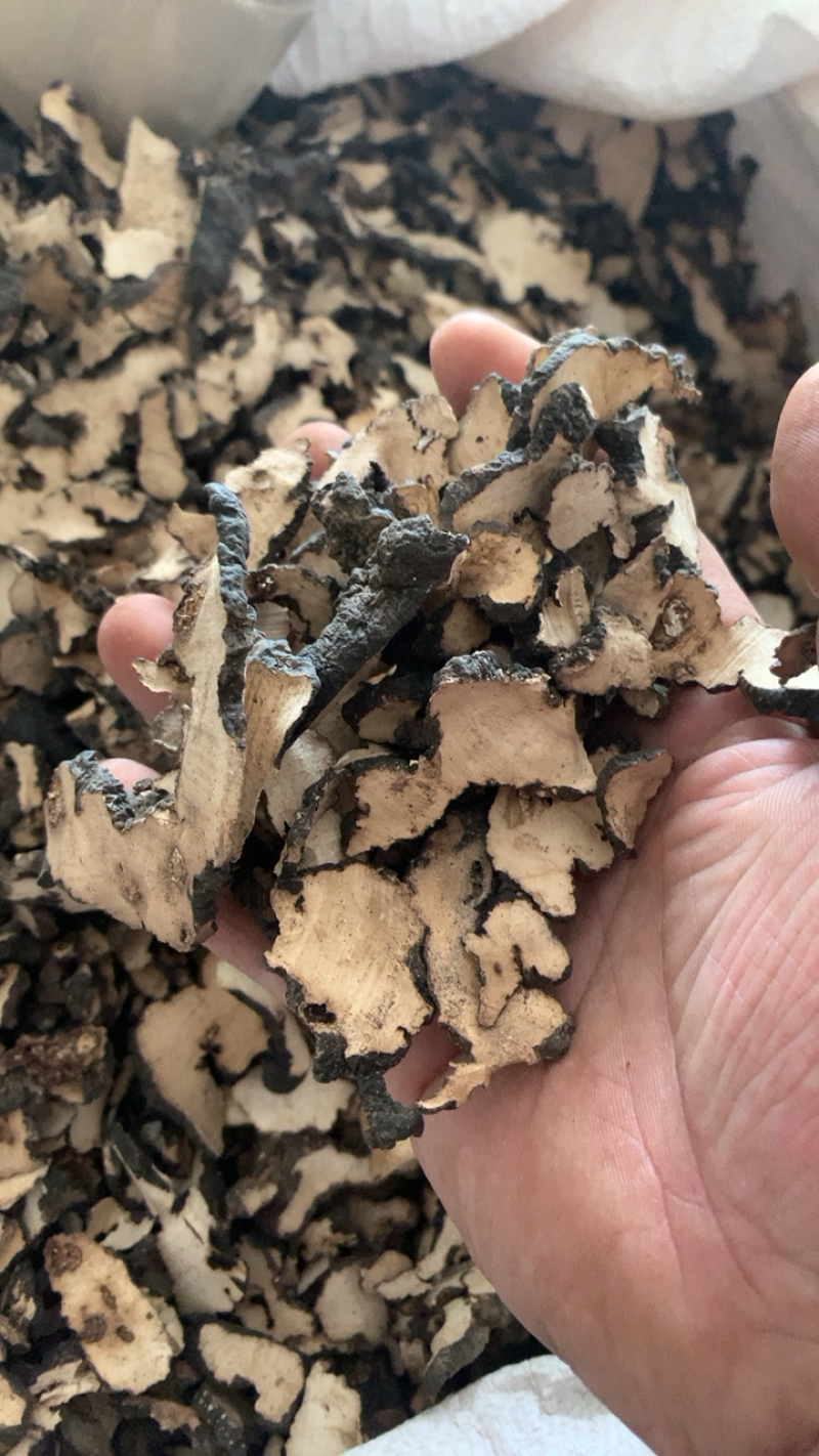 猪苓猪苓好统货新货上市大促销低价销售假一赔十