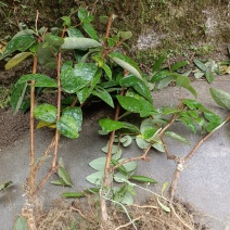 金银花苗
