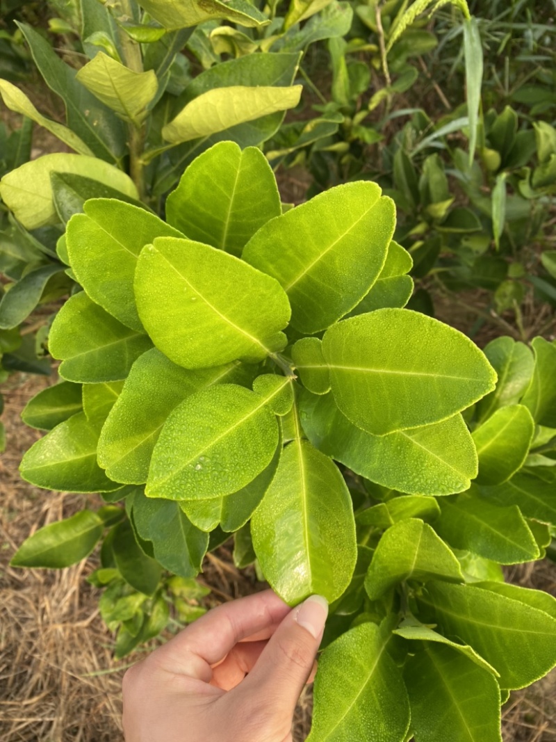 文旦柚柚子苗蜜柚果大味甜嫁接苗湖南果苗基地