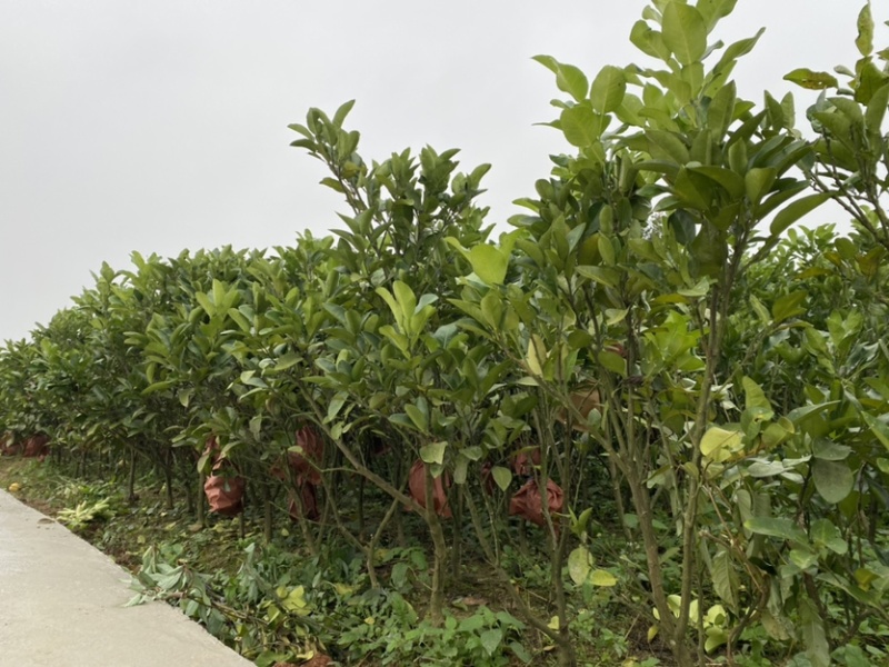 文旦柚柚子苗蜜柚果大味甜嫁接苗湖南果苗基地