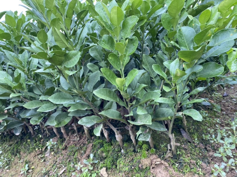 文旦柚柚子苗蜜柚果大味甜嫁接苗湖南果苗基地