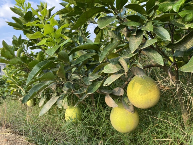 文旦柚柚子苗蜜柚果大味甜嫁接苗湖南果苗基地